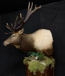 Roosevelt elk pedestal with habitat