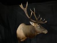 Shoulder Mount