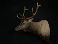 Shoulder Mount