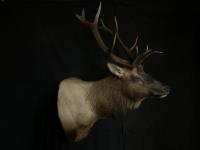 Shoulder Mount