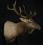 Roosevelt Mountain elk shoulder mount