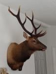 Wall Pedestal