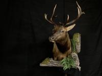 Roosevelt Elk Wall Pedestal with Habitat