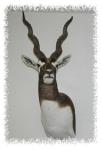 Blackbuck