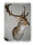 Fallow