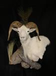 Texas Dall