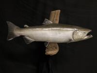 Chinook salmon