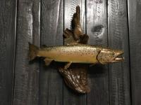 Easter Oregon German Brown