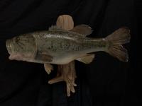 Largemouth Bass