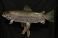 Rainbow Trout