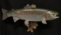 Rainbow Trout