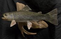 Rainbow Trout
