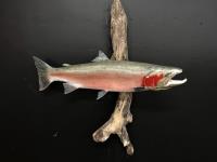 Reproduction Spawning Steelhead