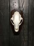Black Bear Skull