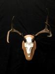 Blacktail Deer