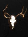 Blacktail Deer
