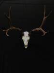 Mule Deer