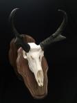 Pronghorn Antelope