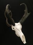 Pronghorn Antelope