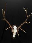 Rocky Mountain Elk
