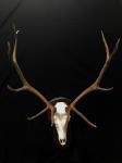 Rocky Mountain Elk
