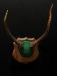 Rocky Mountain Elk