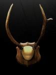 Roosevelt Elk