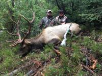 Rocky Mountain elk