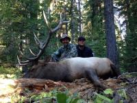 Rocky Mountain elk