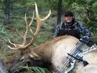 Rocky Mountain elk