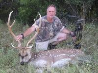 Axis Deer