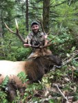 Rocky Mountain elk