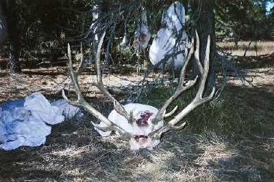 Foothills Taxidermy Hunting Adventures