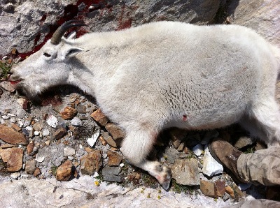 Foothills Taxidermy Hunting Adventures