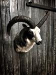 4 Horn Jacobs Ram