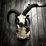 4 Horn Jacobs Ram