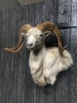Texas Dall